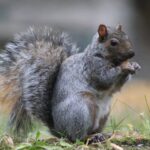 kamalterraf-squirrel-3805662_1920