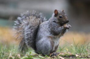 Squirrels in Montreal Are Changing: Here’s How